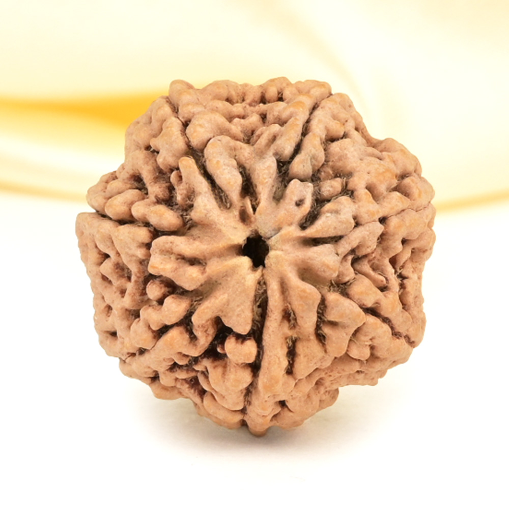 Collector 7 Mukhi from Nepal - DCLXXXV