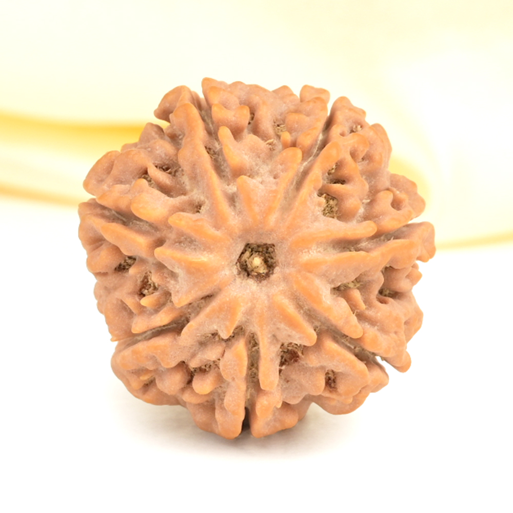 Super Collector 7 Mukhi from Nepal - DCXXVII