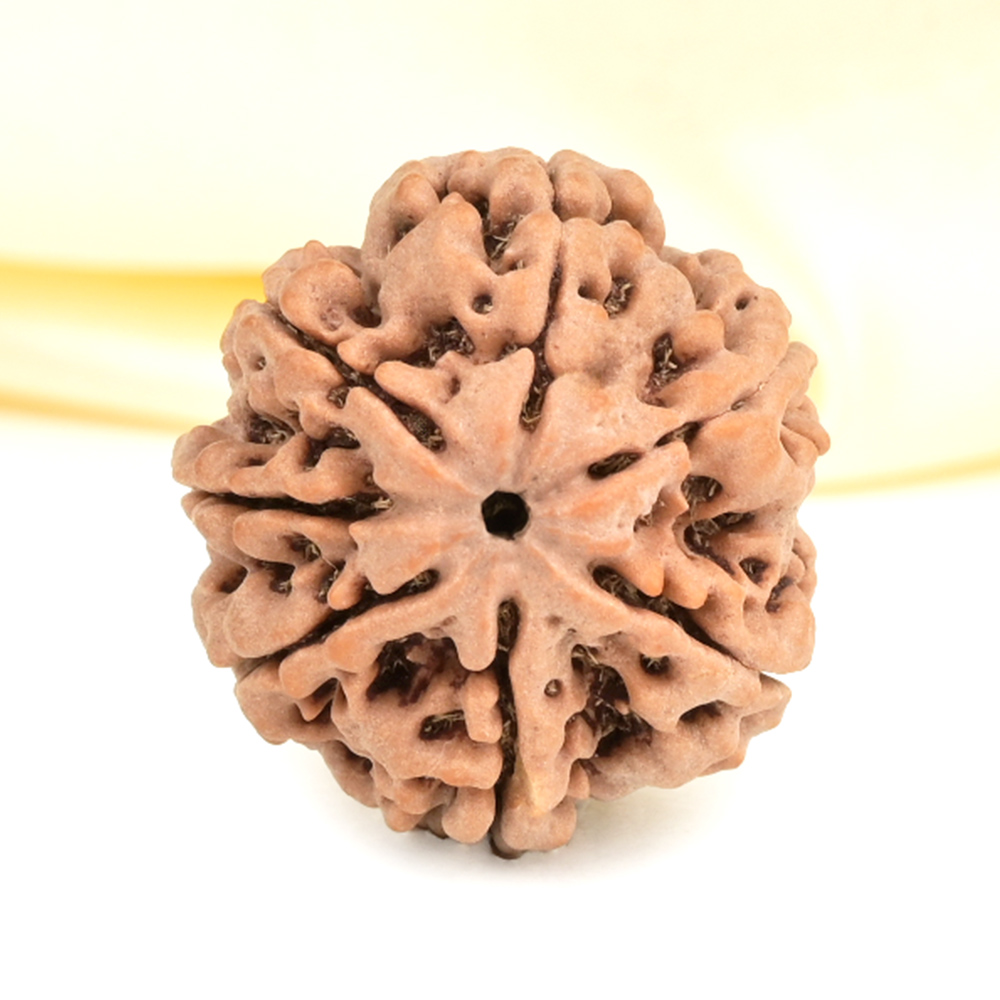 Super Collector 7 Mukhi from Nepal - DCXXVIII