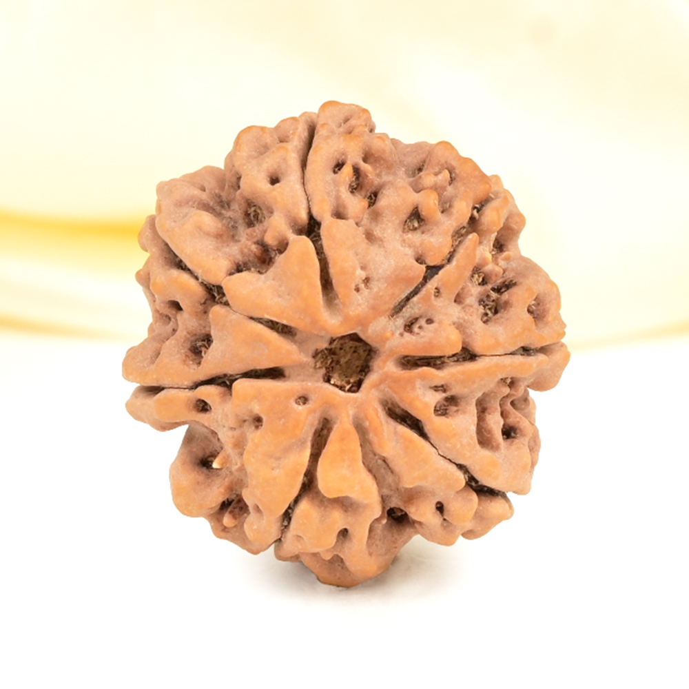 Super Collector 7 Mukhi from Nepal - DCXXIX