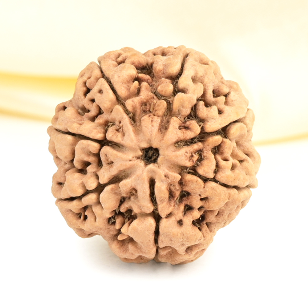 Super Collector 7 Mukhi from Nepal - DCXXX