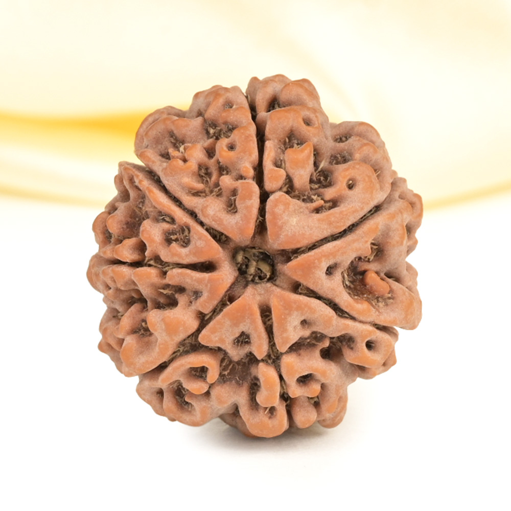 Super Collector 7 Mukhi from Nepal - DCXXXI