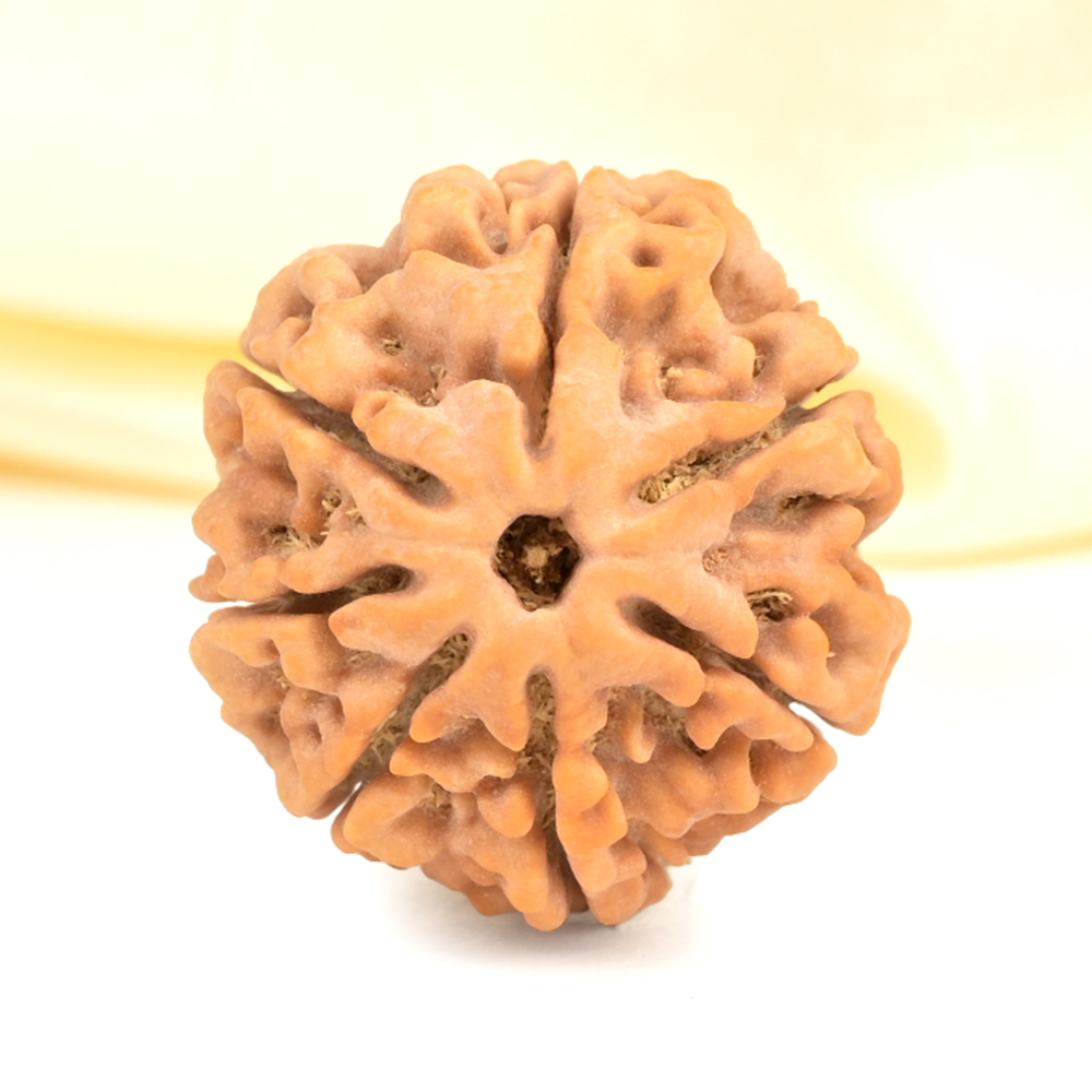 Super Collector 7 Mukhi from Nepal - DCXXXII