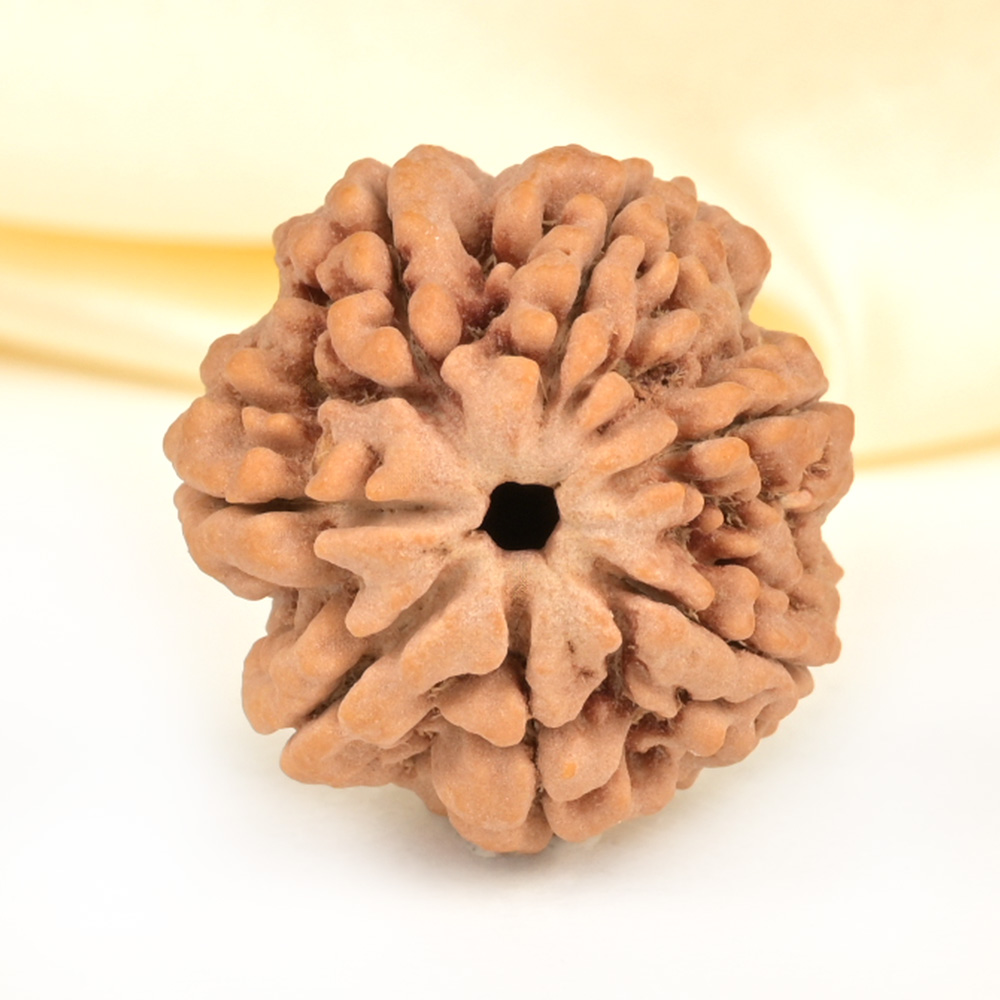 Super Collector 7 Mukhi from Nepal - DCXXXIII