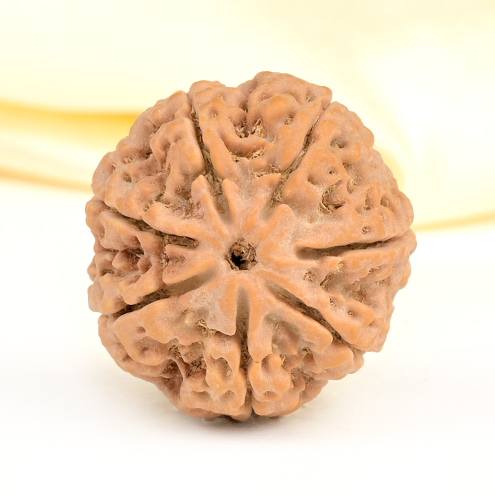 Super Collector 7 Mukhi from Nepal - DCXXXIV