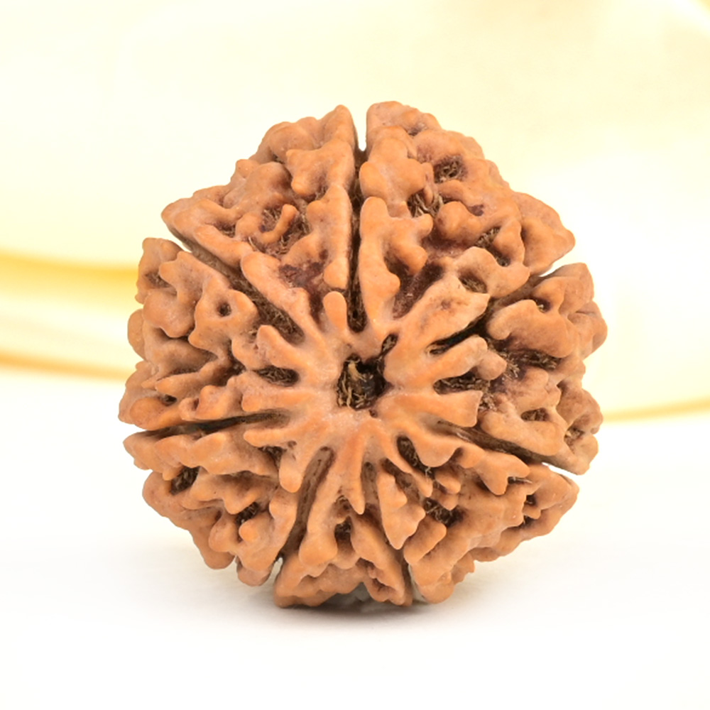 Super Collector 7 Mukhi from Nepal - DCXXXV