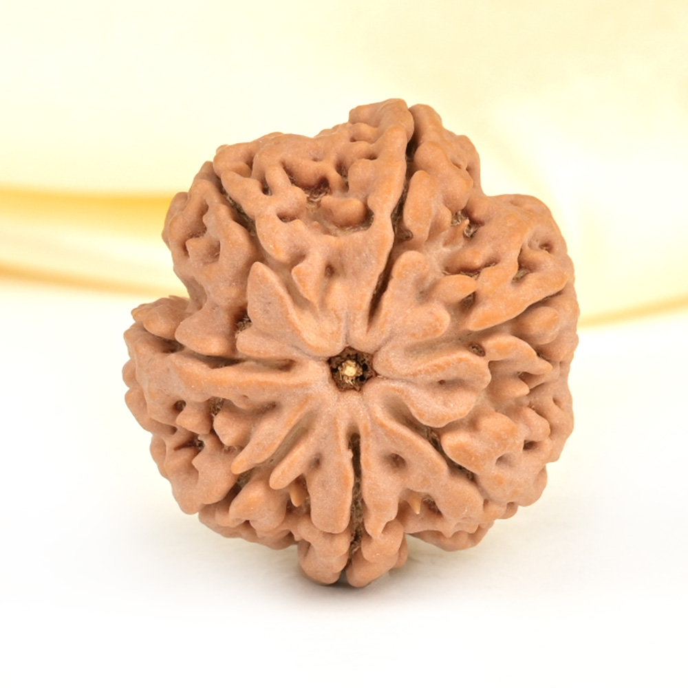 Super Collector 7 Mukhi from Nepal - DCXXXVI