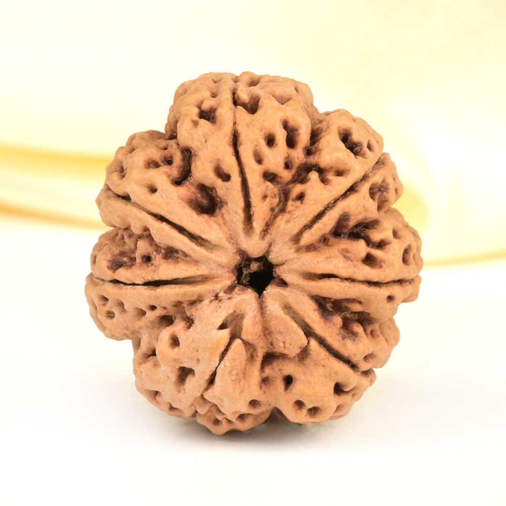 Super Collector 7 Mukhi from Nepal - DCXXXVII