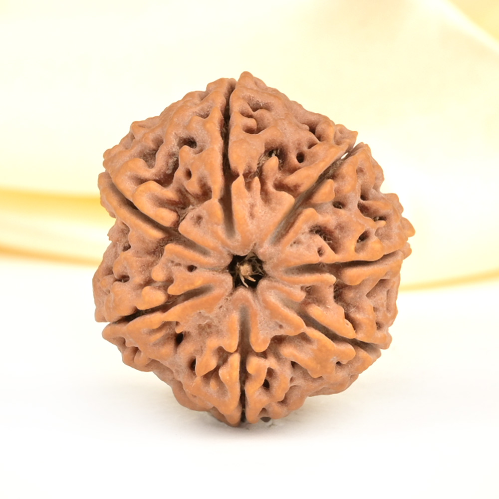 Super Collector 7 Mukhi from Nepal - DCXXXVIII