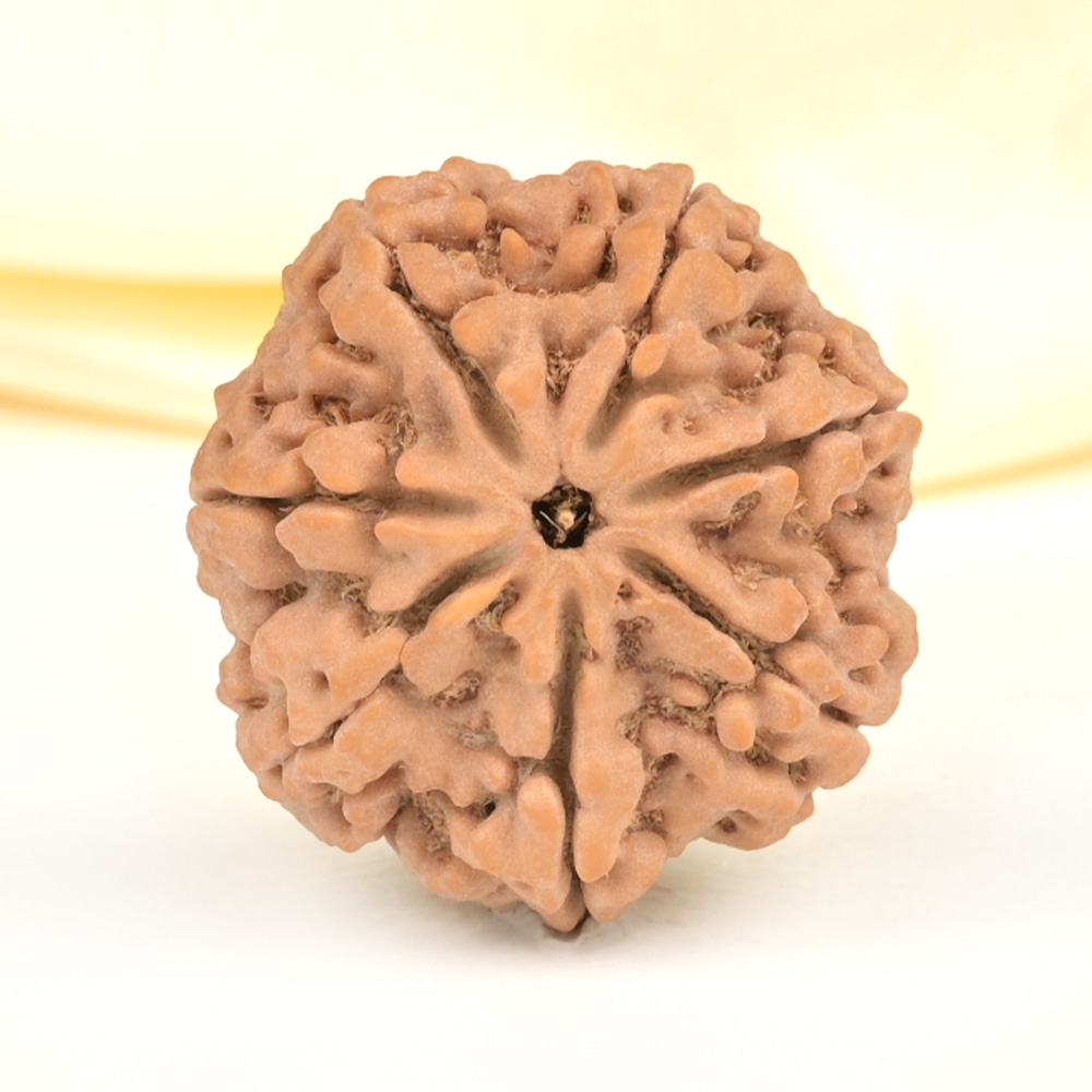 Super Collector 7 Mukhi from Nepal - DCXXXIX