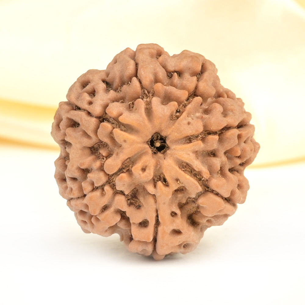 Super Collector 7 Mukhi from Nepal - DCXL