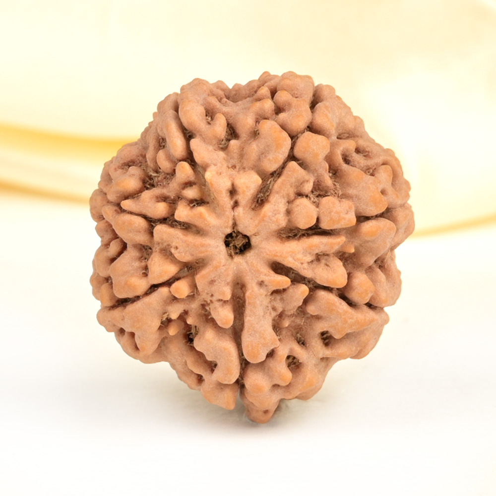 Super Collector 7 Mukhi from Nepal - DCXLI