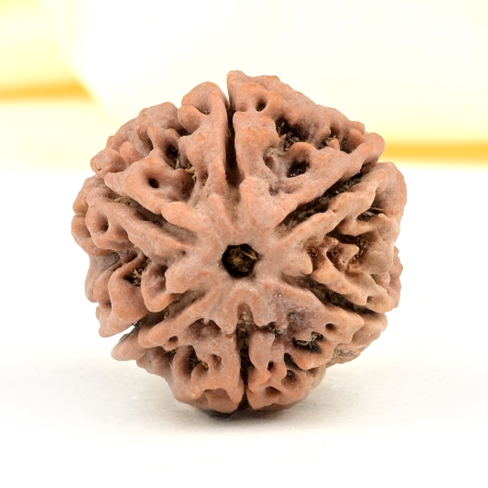 Collector 6 Mukhi from Nepal - CCI
