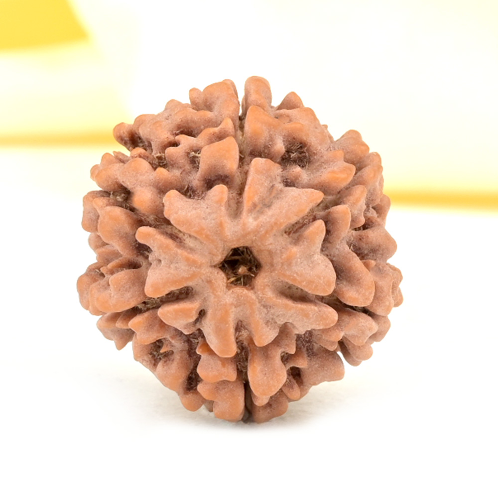 Collector 6 Mukhi from Nepal - CCII