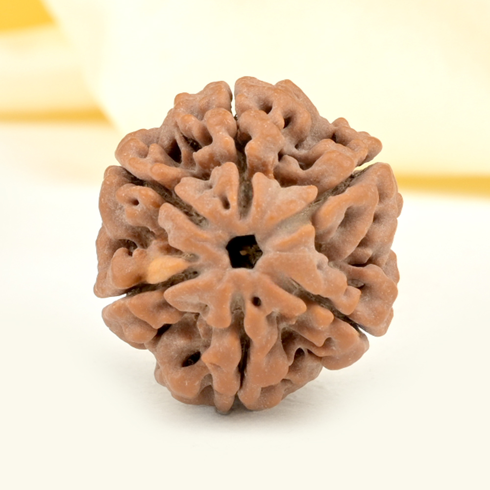 Super Collector 6 Mukhi from Nepal - CDXVIII