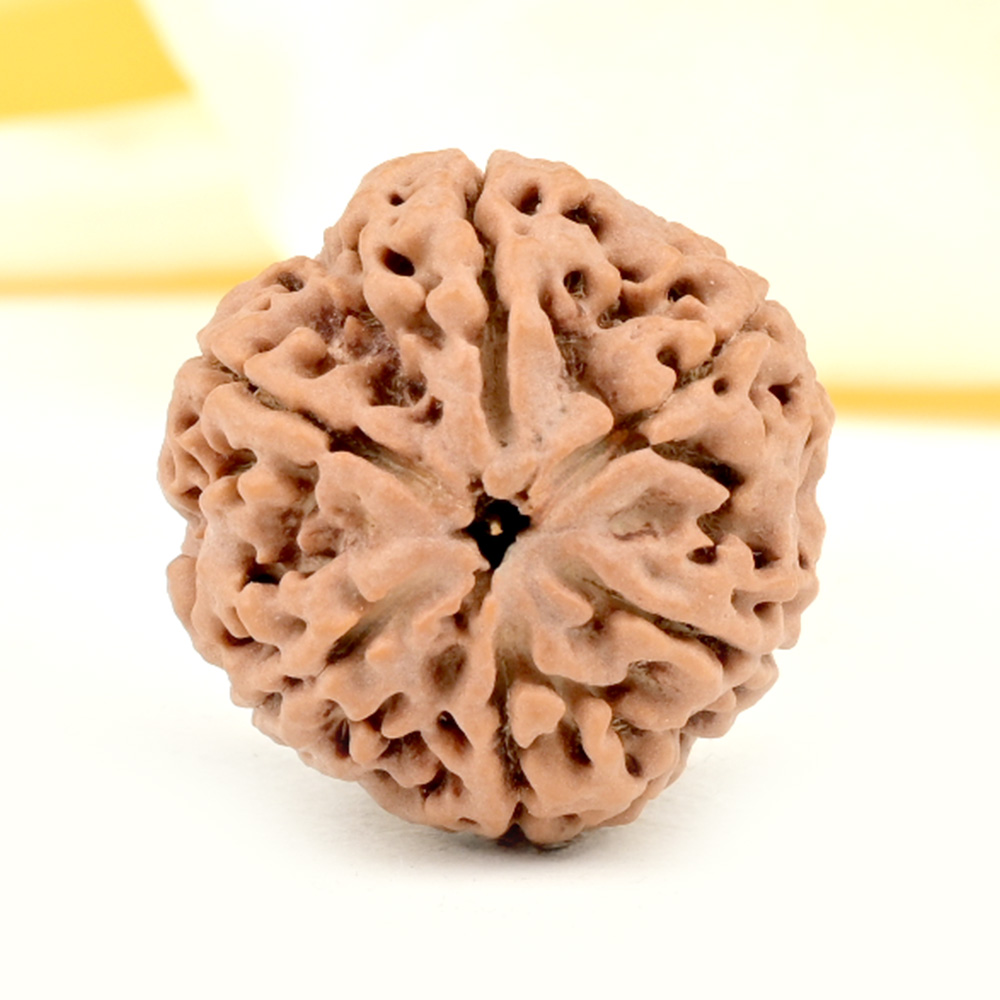 Super Collector 6 Mukhi from Nepal - CDXIX