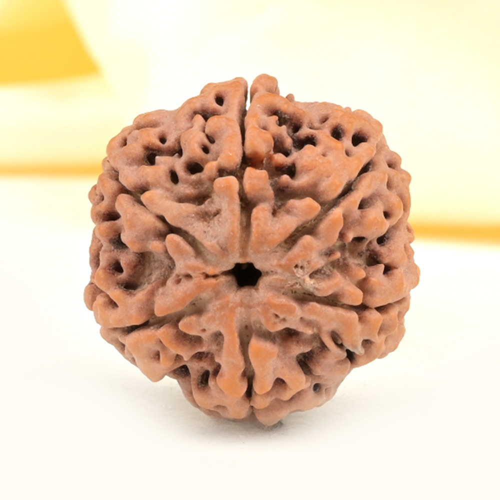 Super Collector 6 Mukhi from Nepal - CDXX