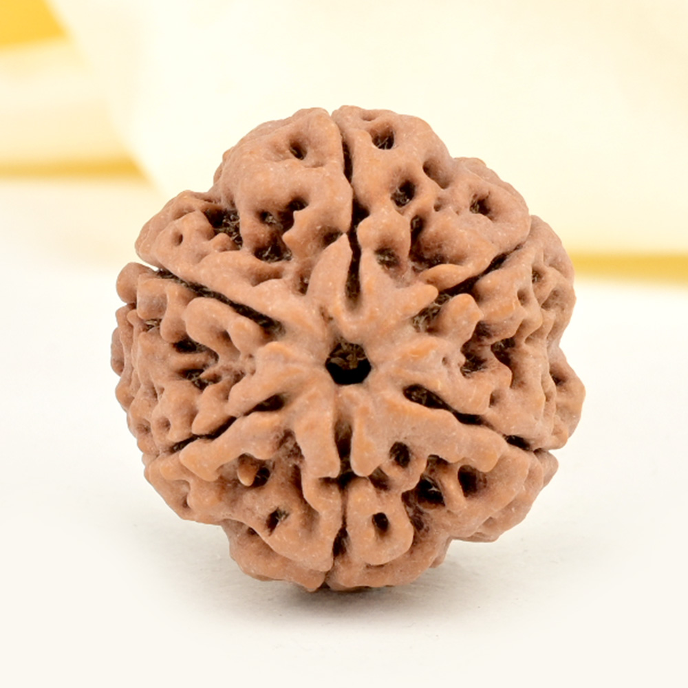 Super Collector 6 Mukhi from Nepal - CDXXI