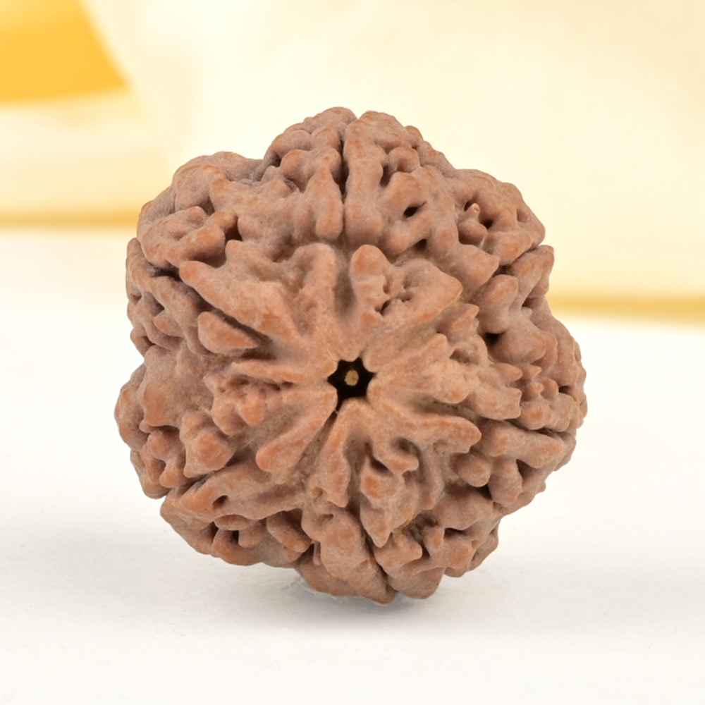 Super Collector 6 Mukhi from Nepal - CDXXII