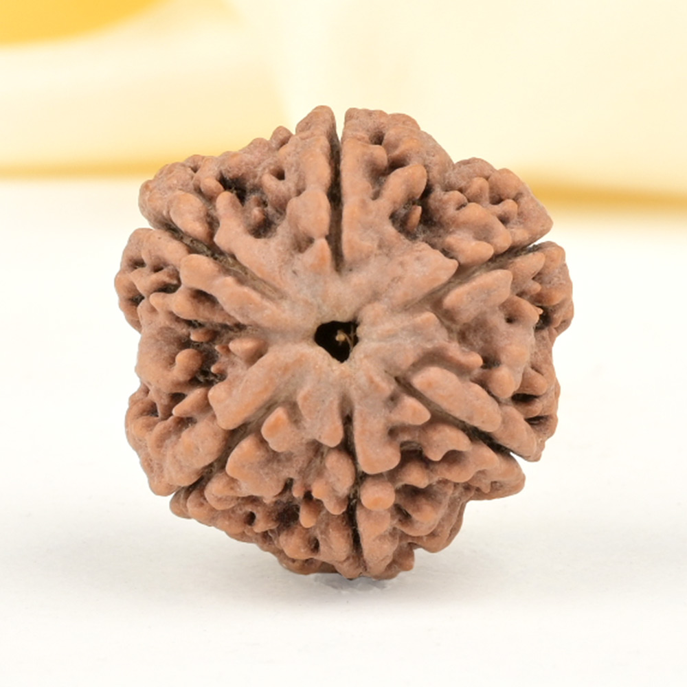 Super Collector 6 Mukhi from Nepal - CDXXIII