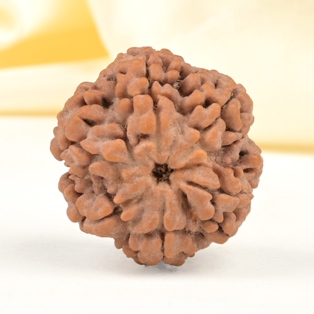 Super Collector 6 Mukhi from Nepal - CDXXIV