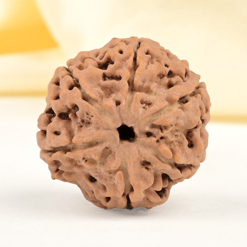 Super Collector 6 Mukhi from Nepal - CDXXV