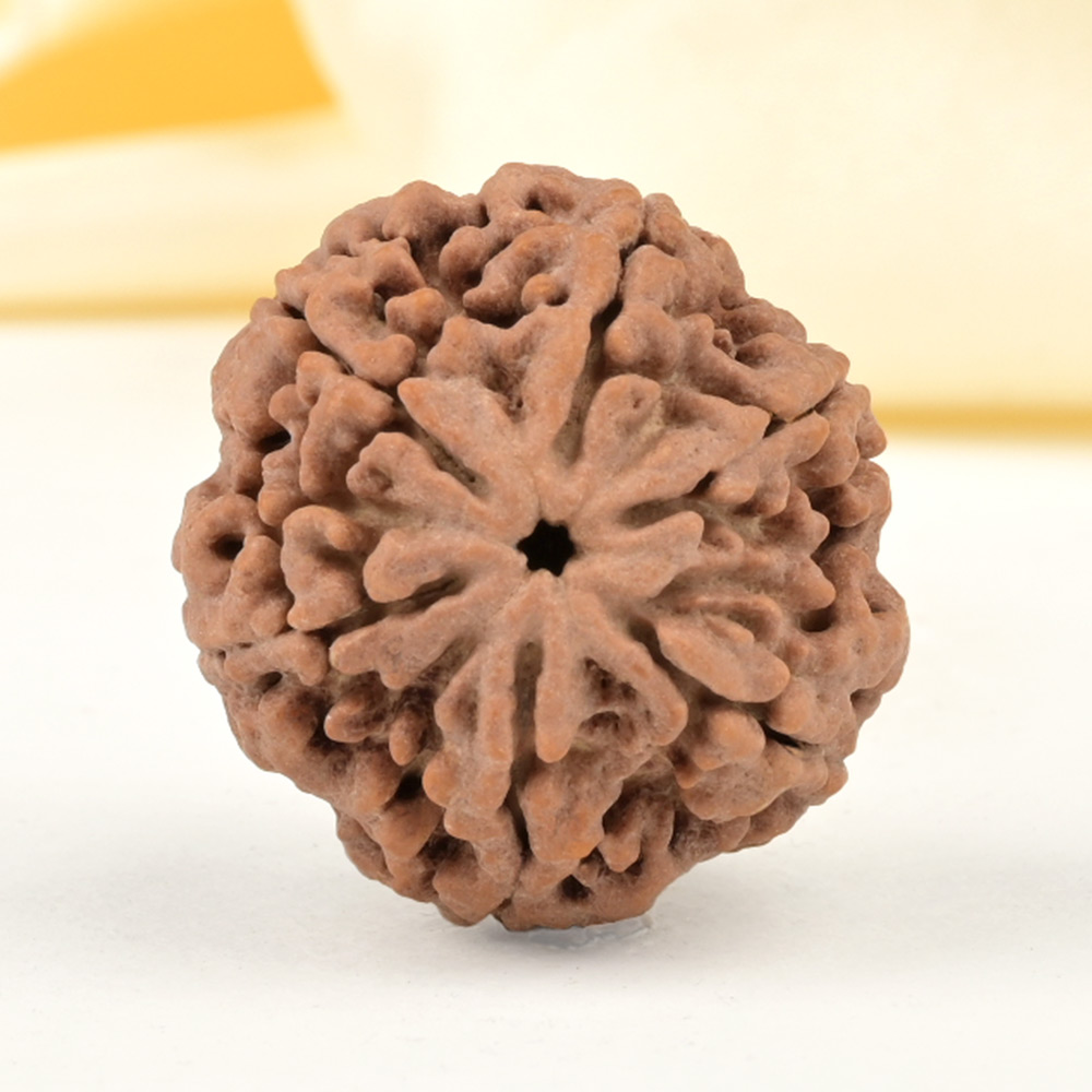 Super Collector 6 Mukhi from Nepal - CDXXVI