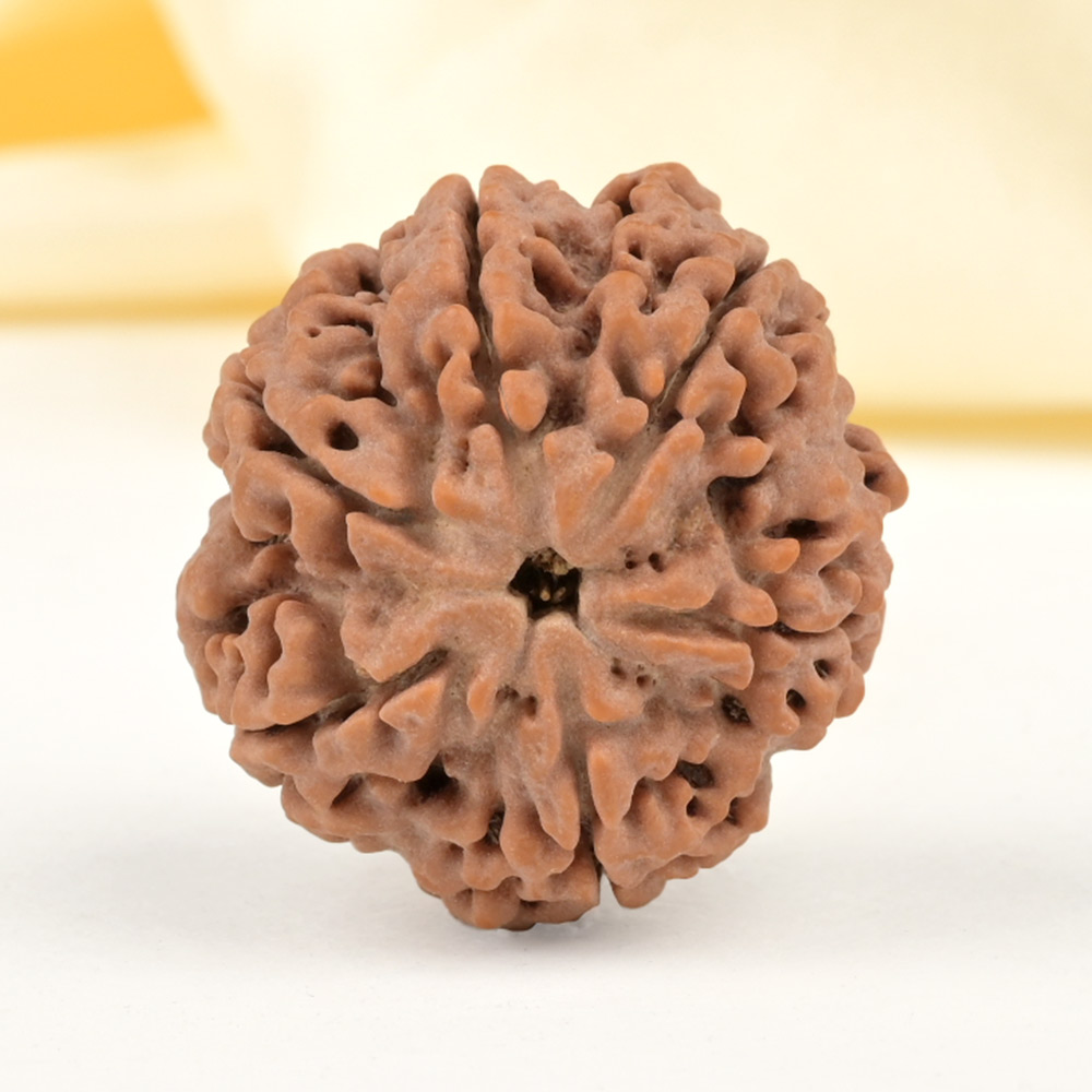 Super Collector 6 Mukhi from Nepal - CDXXVII