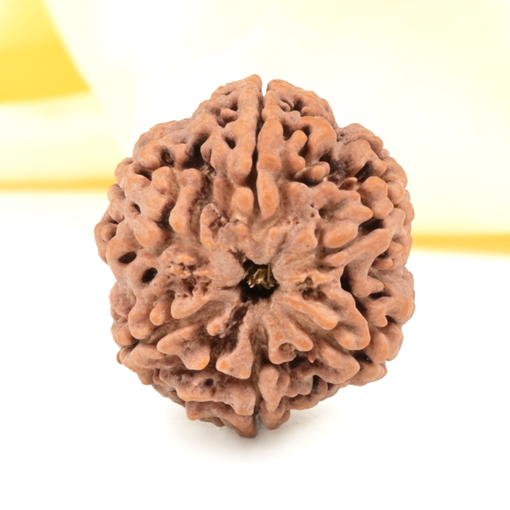 Super Collector 6 Mukhi from Nepal - CDXXVIII