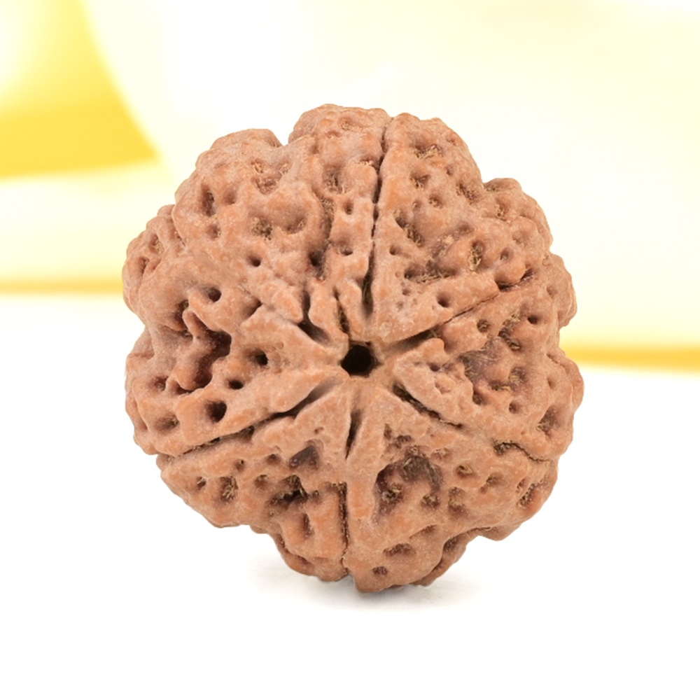 Super Collector 6 Mukhi from Nepal - CDXXIX