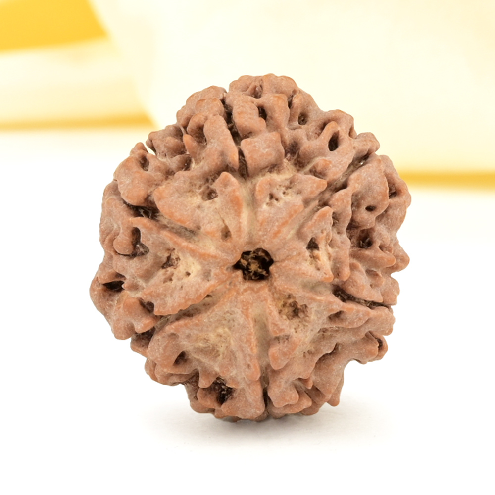 Super Collector 6 Mukhi from Nepal - CDXXX