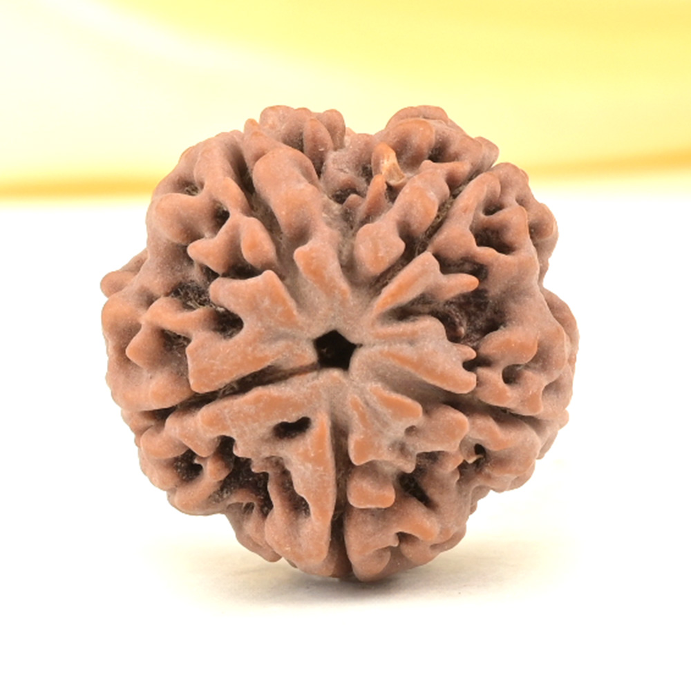 Super Collector 5 Mukhi from Nepal - DCXXXIII