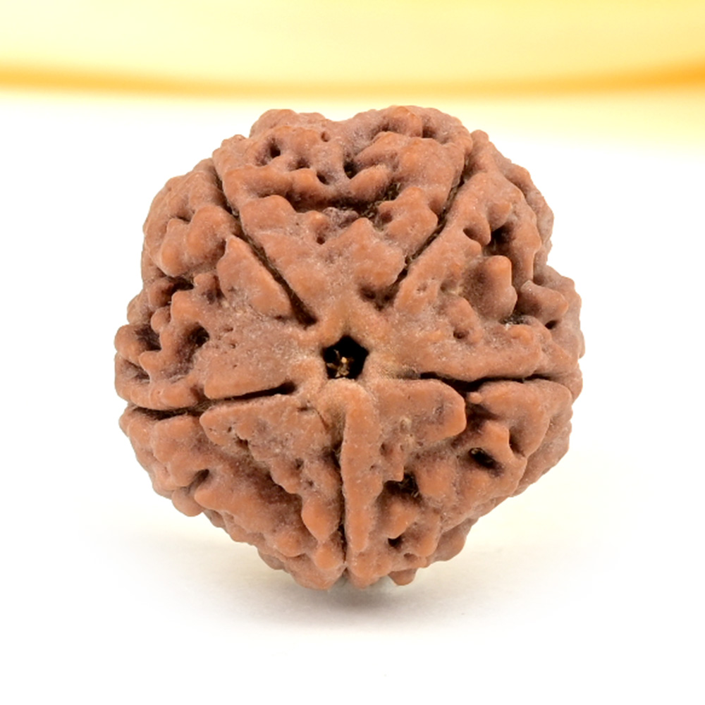 Super Collector 5 Mukhi from Nepal - DCXXXIV