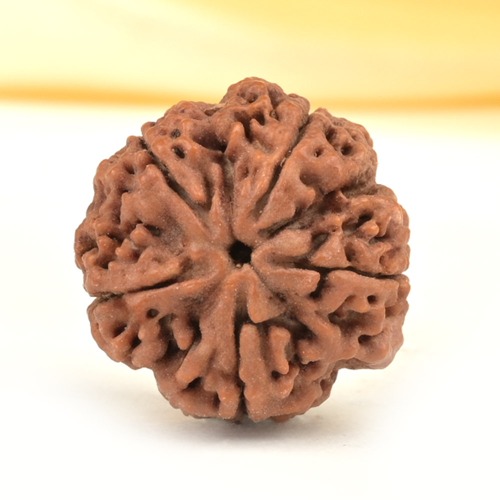 Super Collector 5 Mukhi from Nepal - DCXXXV