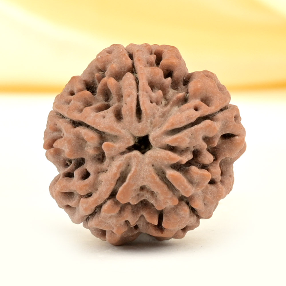 Collector 5 Mukhi from Nepal - DLXVII