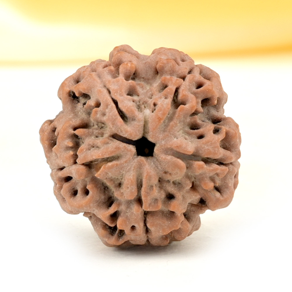 Collector 5 Mukhi from Nepal - DLXVIII