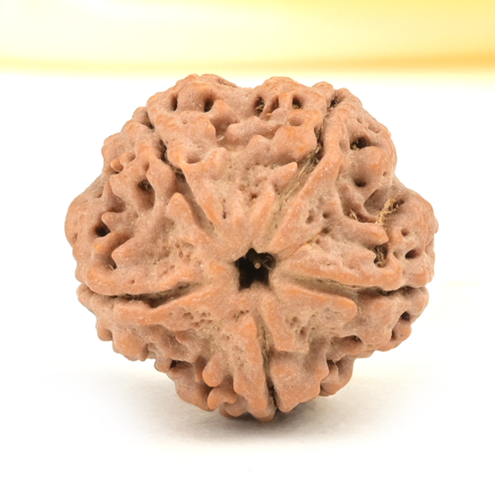 Collector 5 Mukhi from Nepal - DLXIX