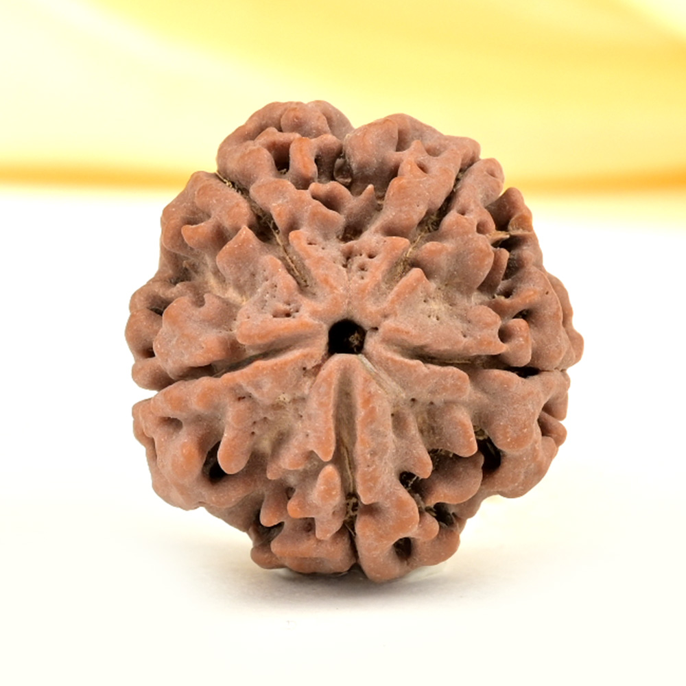 Collector 5 Mukhi from Nepal - DLXX