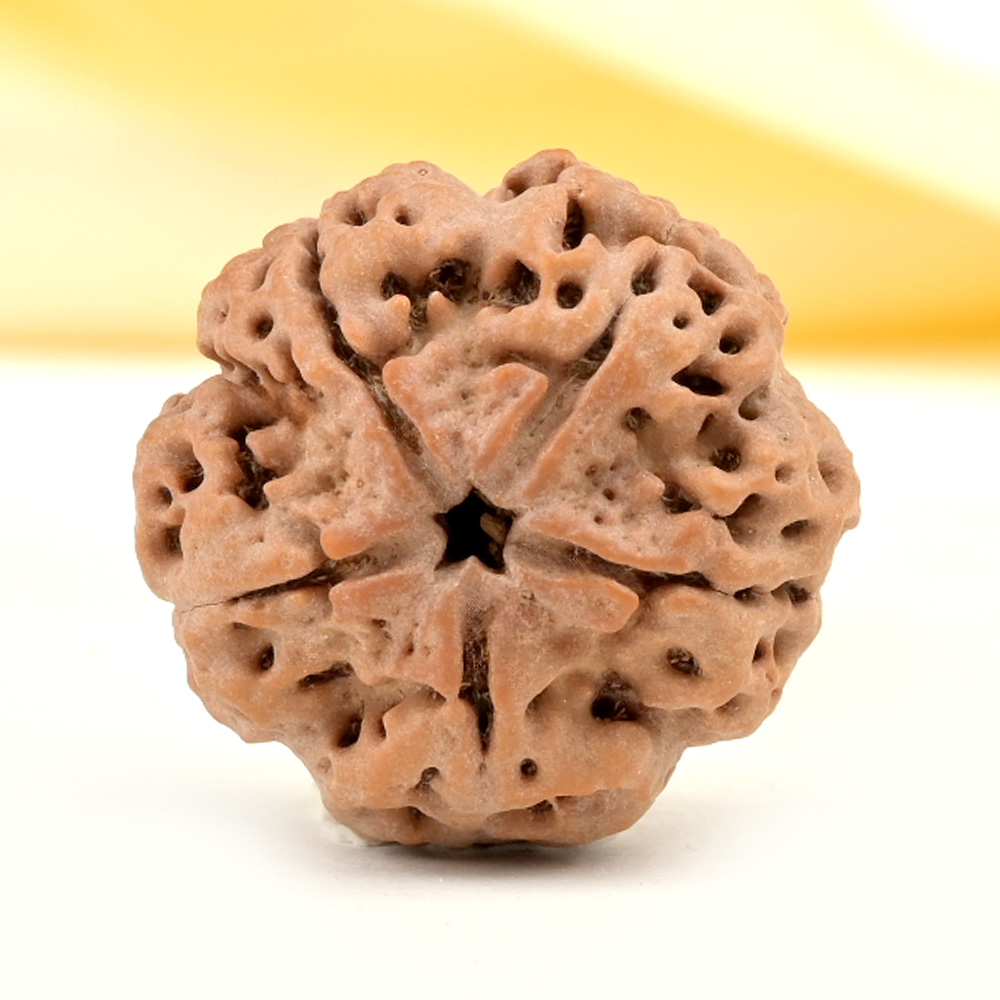 Collector 5 Mukhi from Nepal - DLXXI