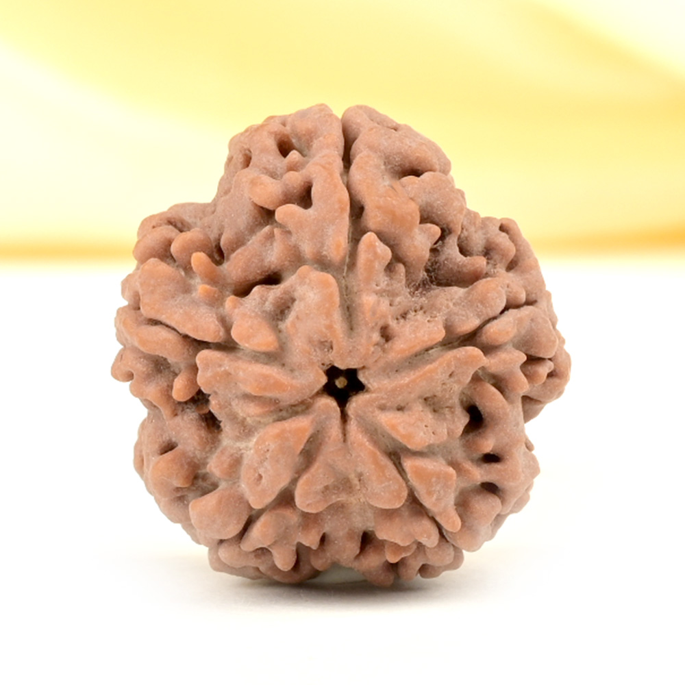 Collector 5 Mukhi from Nepal - DLXXII