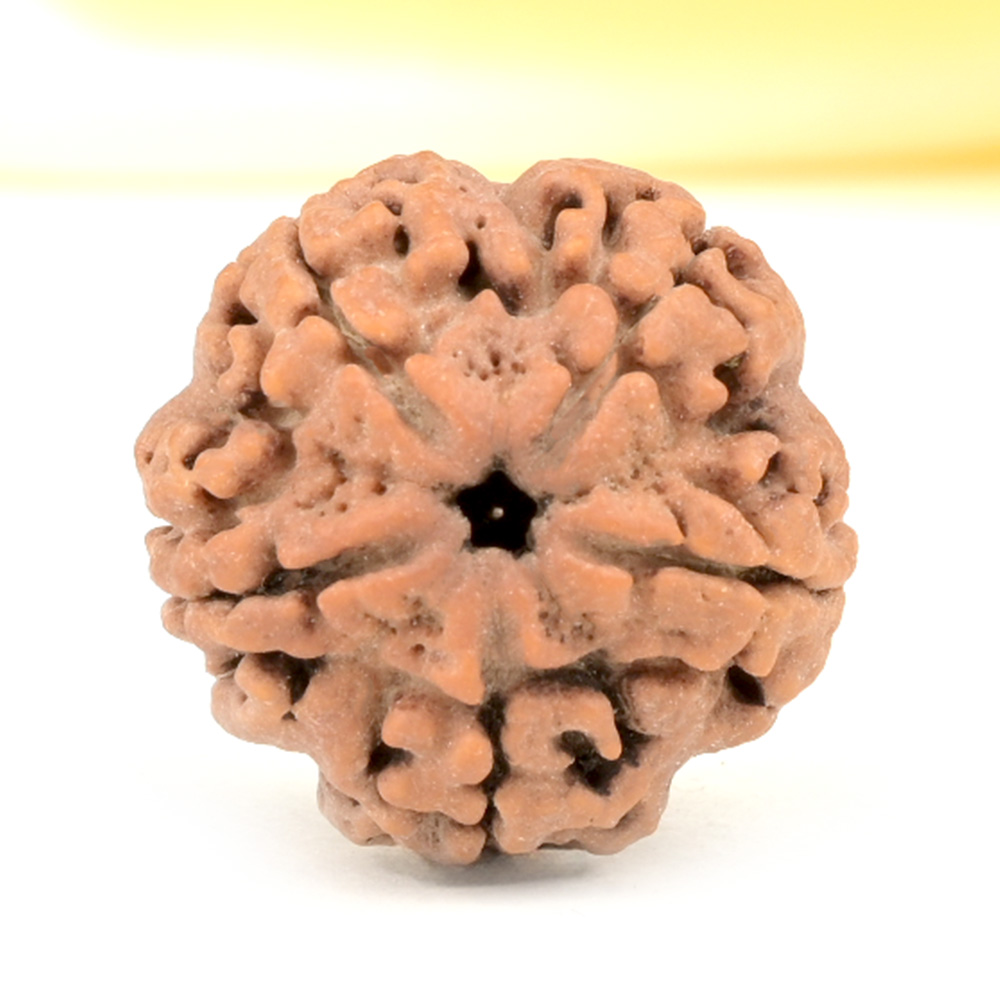 Collector 5 Mukhi from Nepal - DLXXIII