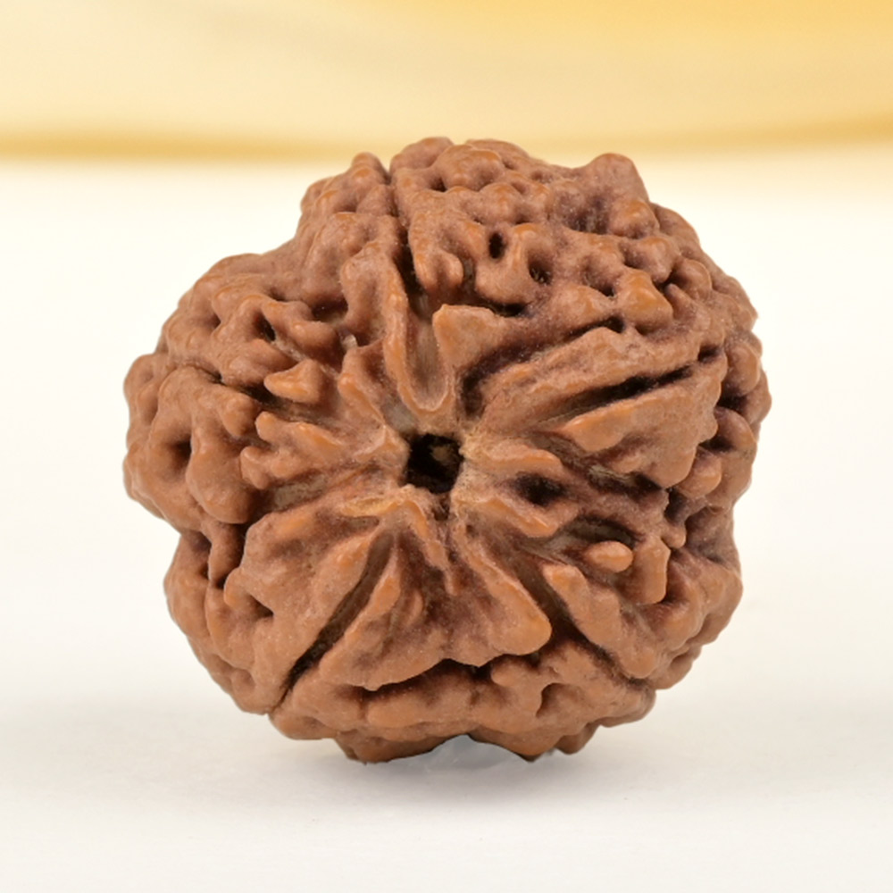 Collector 5 Mukhi from Nepal - DLXXIV