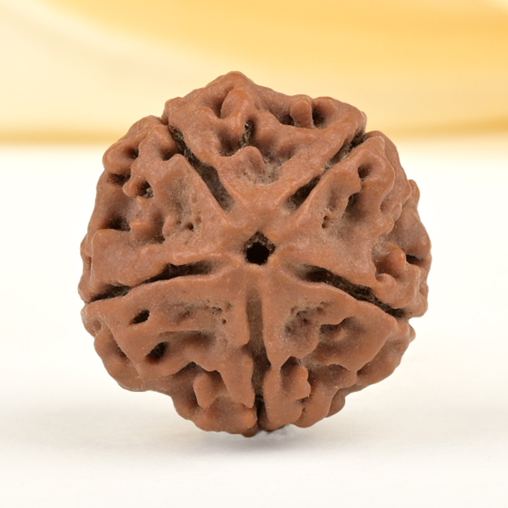 Collector 5 Mukhi from Nepal - DLXXV