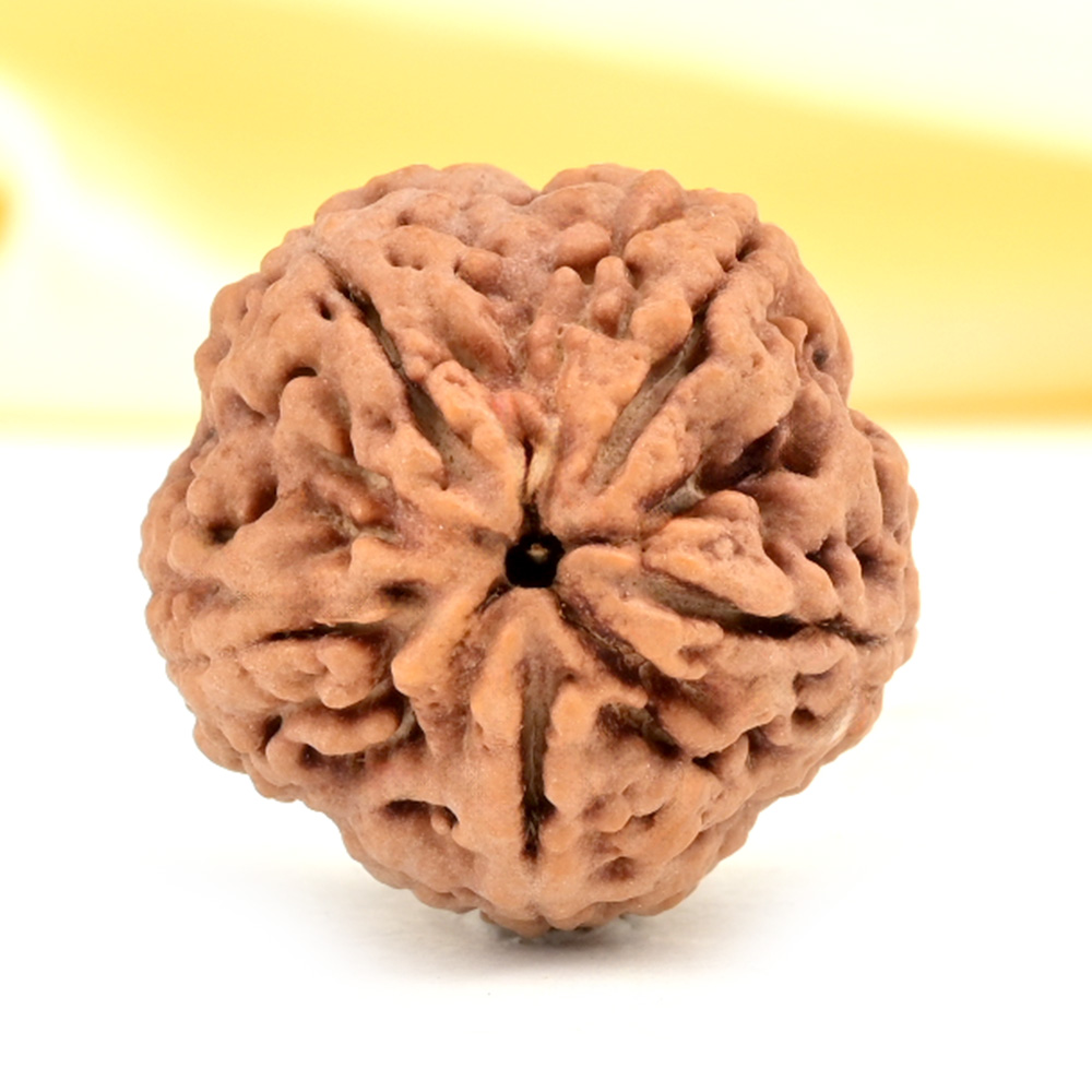 Collector 5 Mukhi from Nepal - DLXXVI