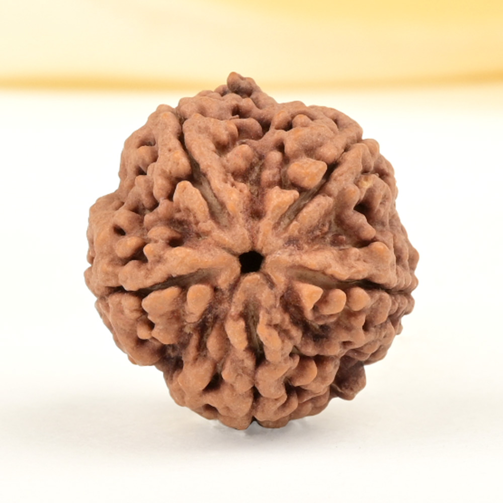 Collector 5 Mukhi from Nepal - DLXXVII