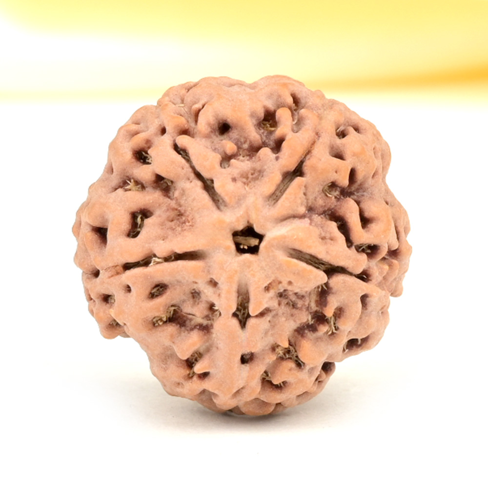 Collector 5 Mukhi from Nepal - DLXXVIII