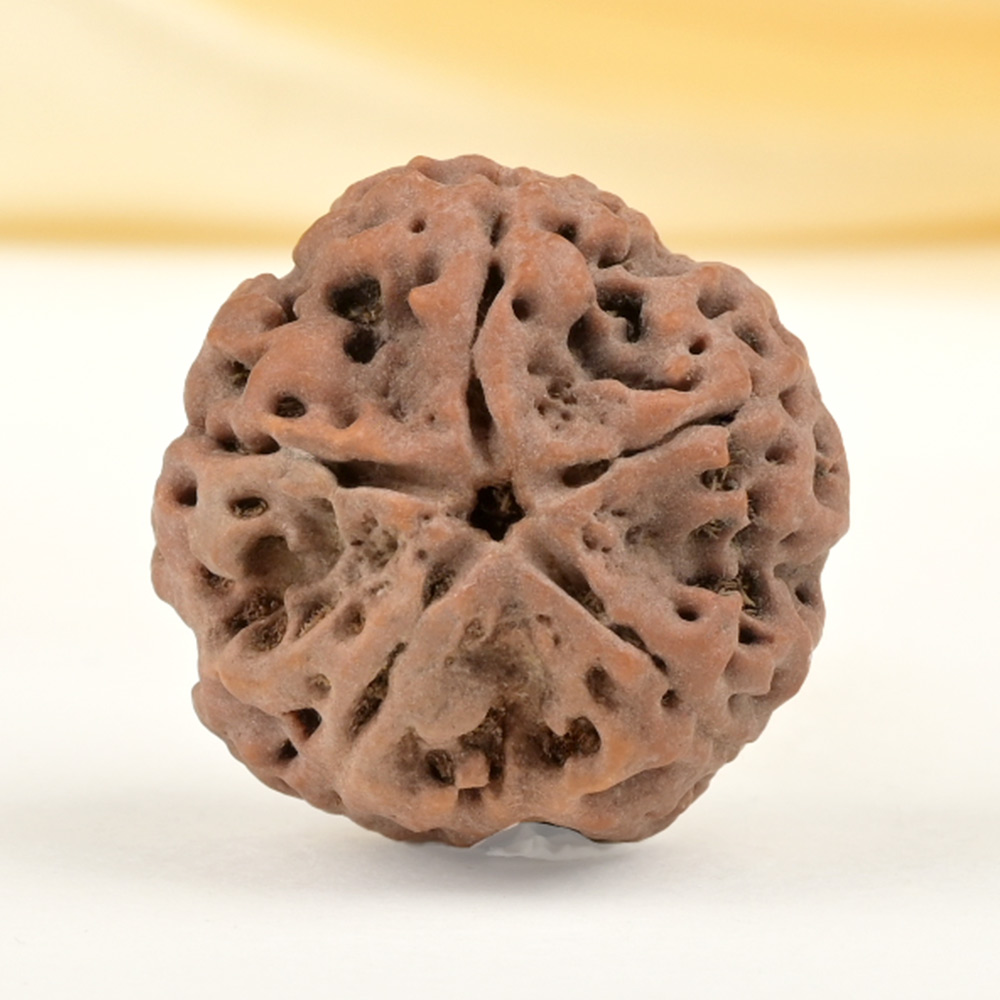 Collector 5 Mukhi from Nepal - DLXXIX