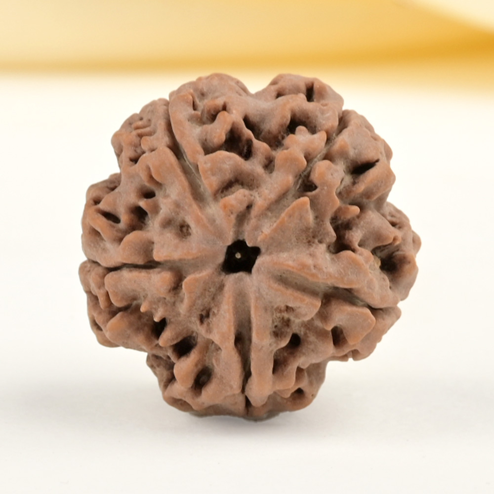 Collector 5 Mukhi from Nepal - DLXXX