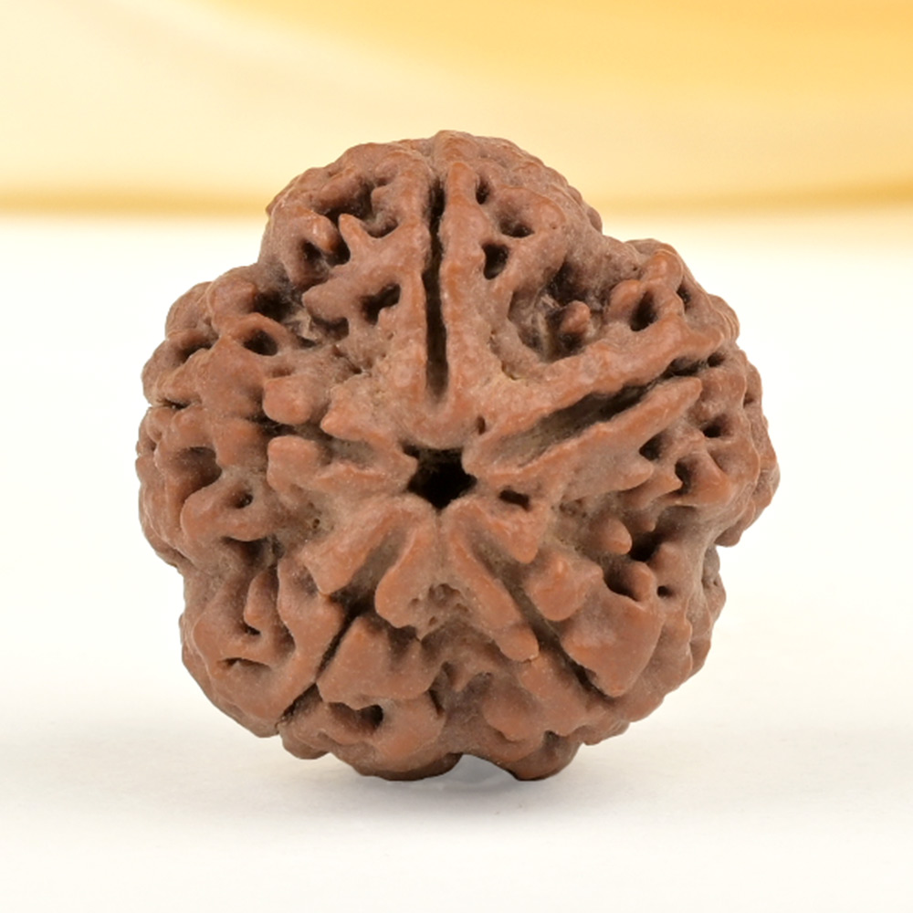 Collector 5 Mukhi from Nepal - DLXXXI