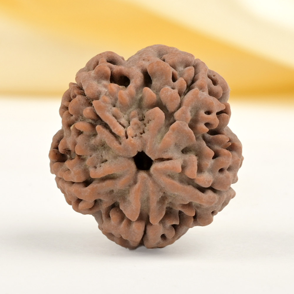 Collector 5 Mukhi from Nepal - DLXXXII